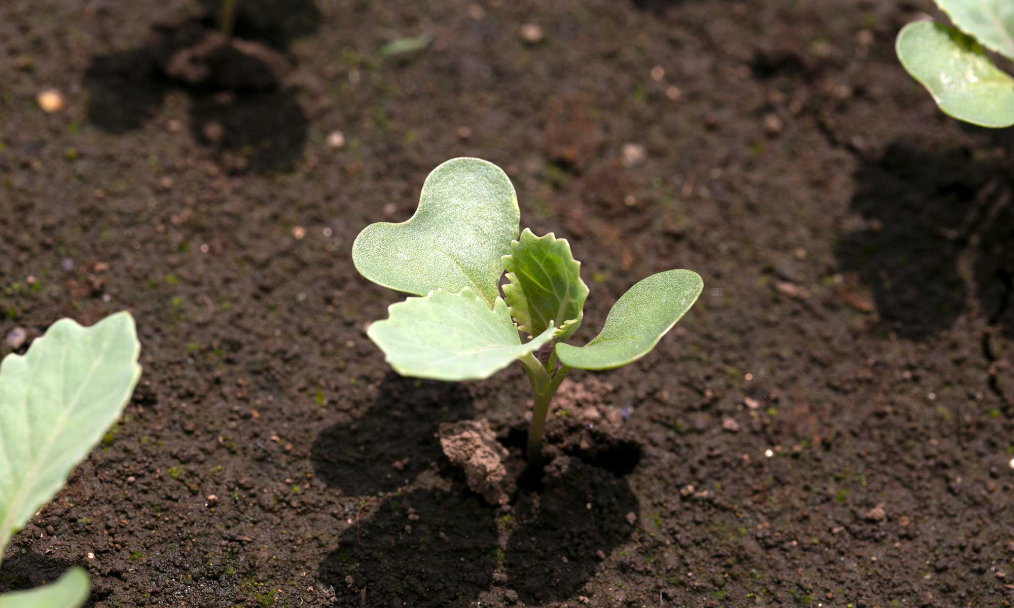 キャベツ発芽