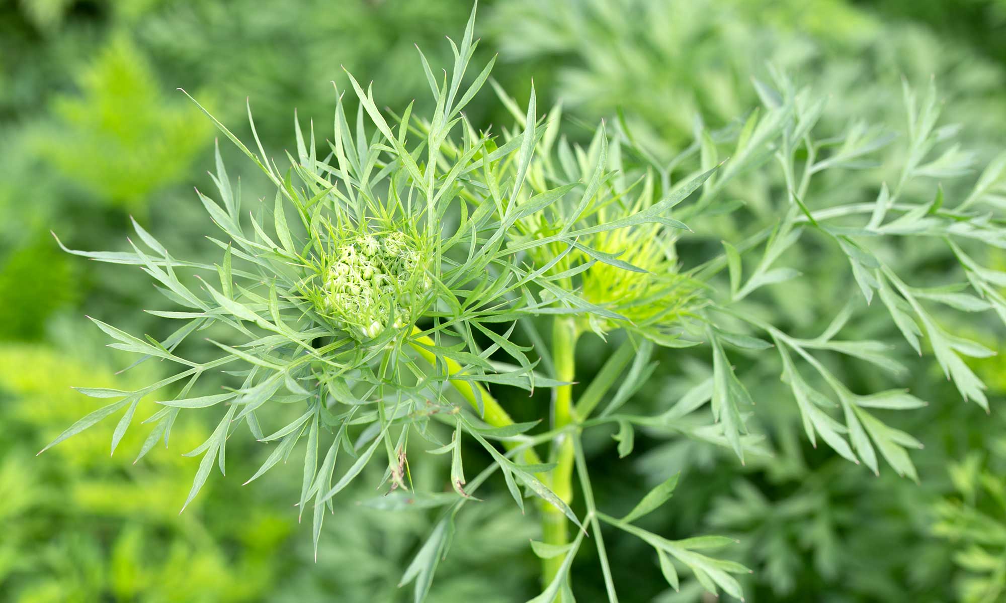 ニンジンの花