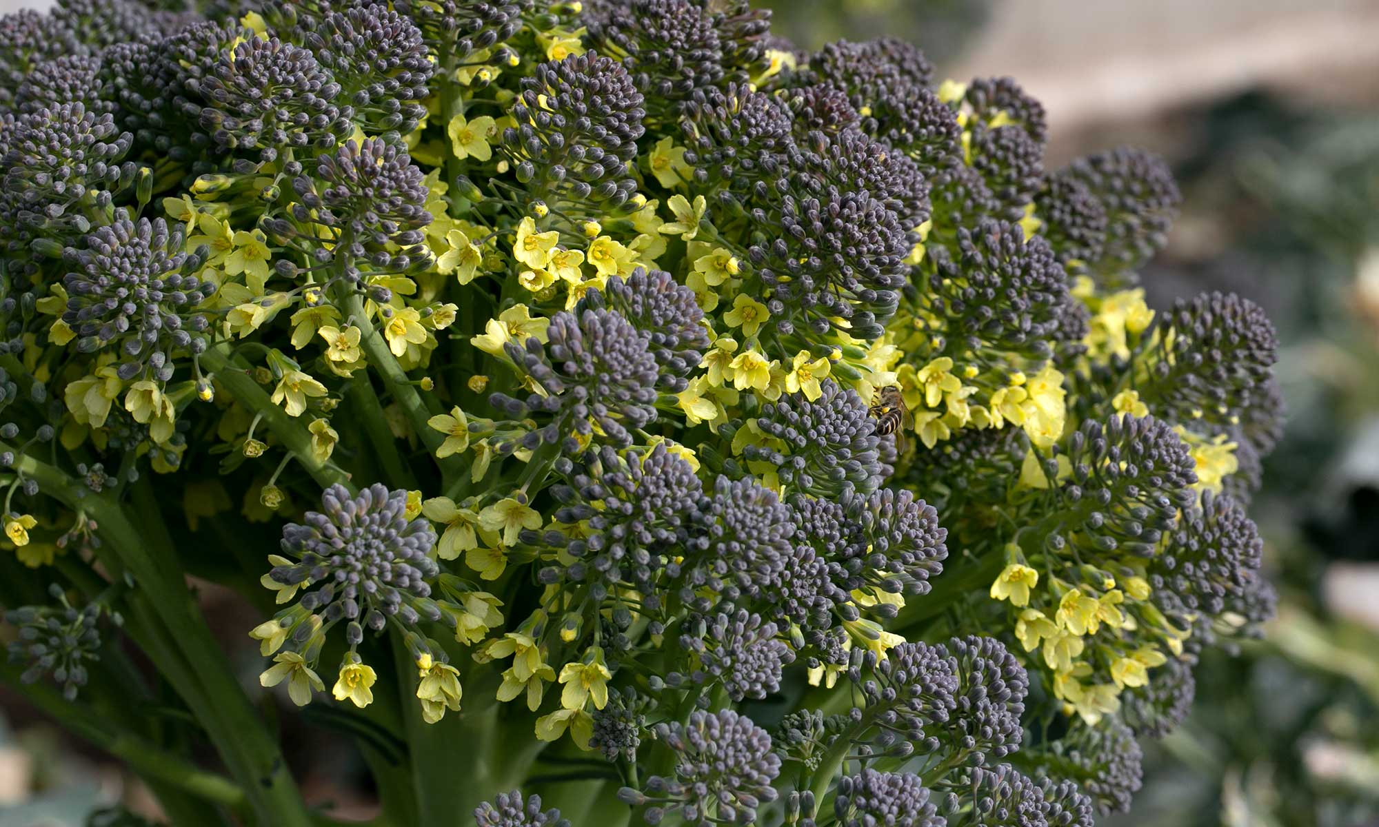 ブロッコリーの花