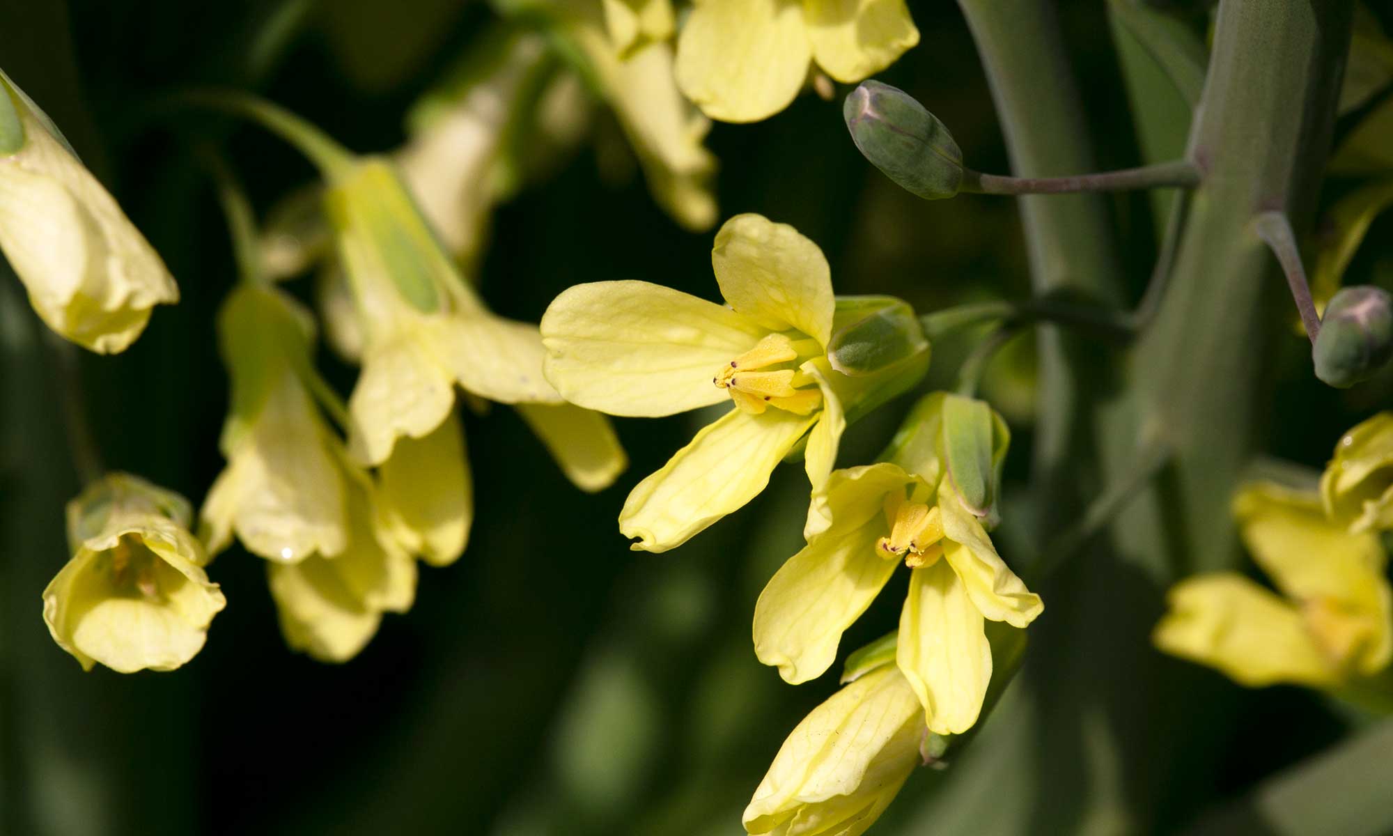 紫カリフラワーの花