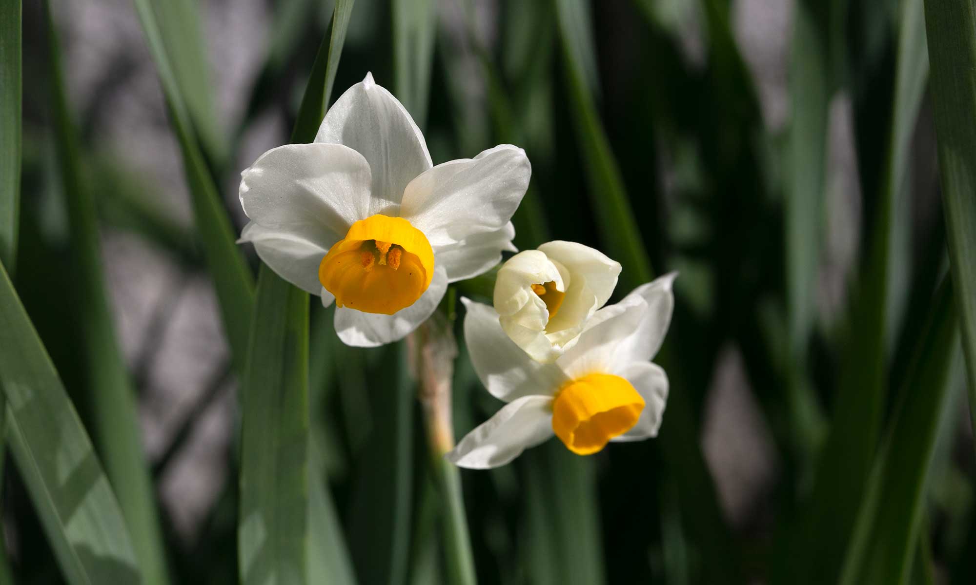 スイセンの花