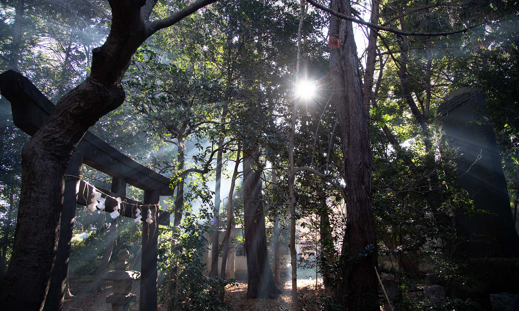 土支田八幡宮の森