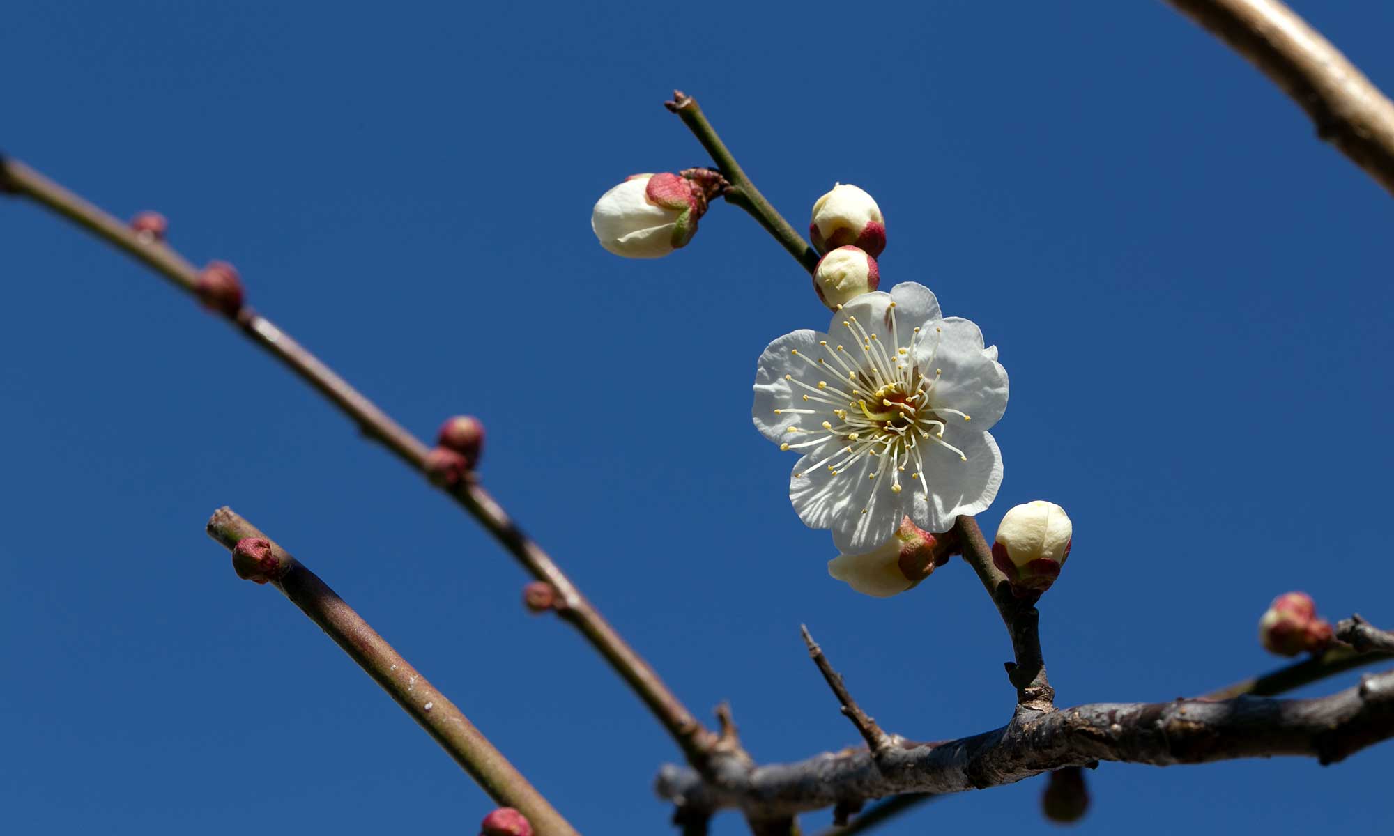 梅の花