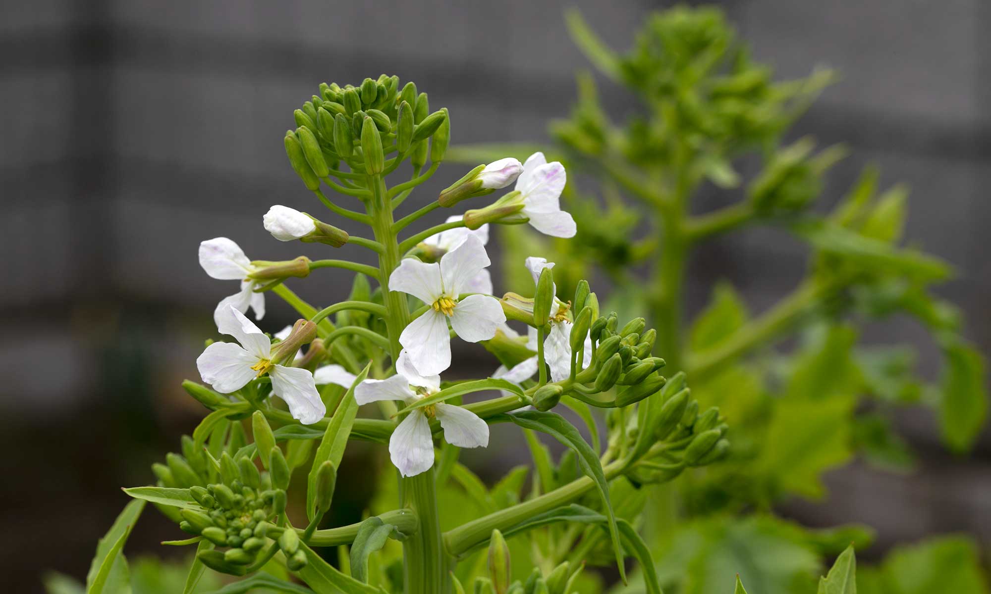 聖護院大根の花